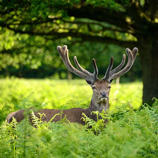 Nature photo showing a deer with large antlers in the green forest