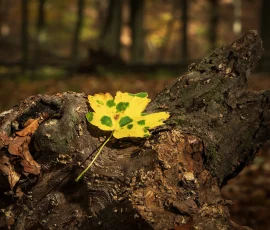 Fallen leaf on a stump